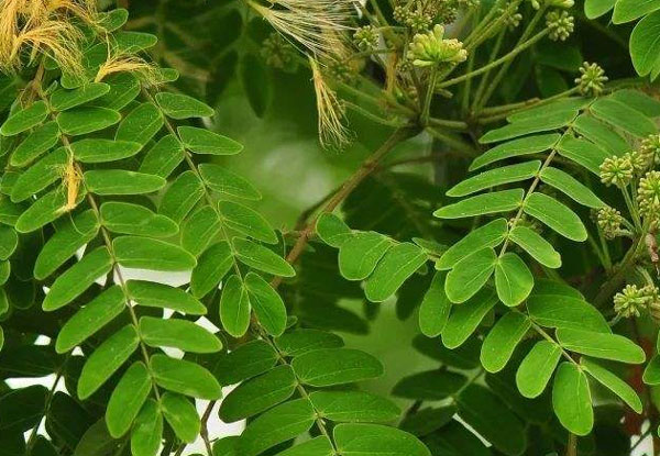 13公分蓝花楹-蓝花楹和合欢花怎么区别，前者叶对生后者互生