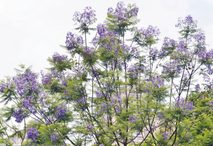 蓝花楹种植基地-蓝花楹花期多长，花期是什么时候