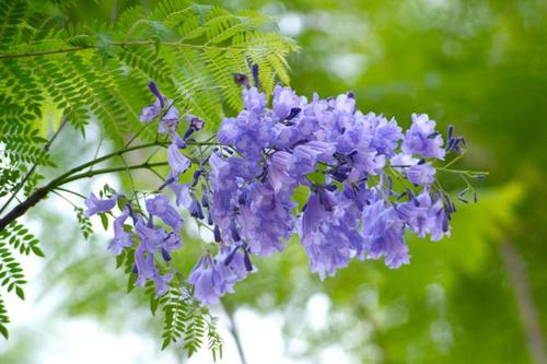 蓝花楹批发价-种植蓝花楹需要注意这四个要素