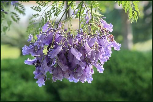 蓝花楹花期-浅谈蓝花楹主产区的苗木报价与行情