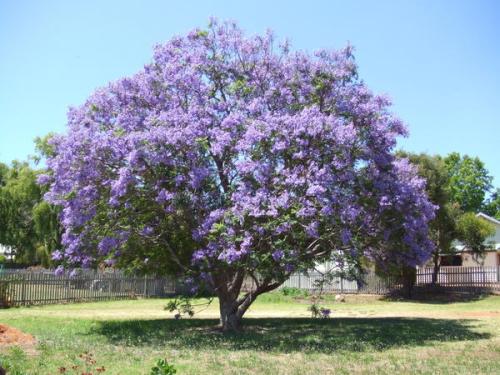 15公分蓝花楹树价格-蓝花楹的种植地点如何选择