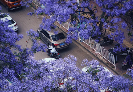 蓝花楹哪里有-昆明五月蓝花楹花开满城，你见过吗？