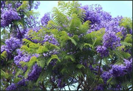 15公分蓝花楹树价格-蓝花楹的栽培技术你会吗？