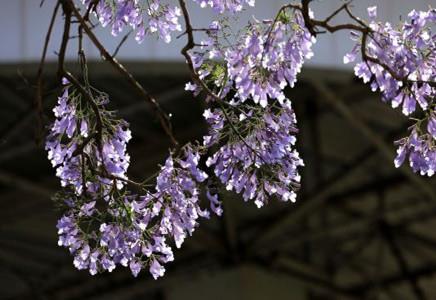 13公分蓝花楹价格-蓝花楹的移植注意事项讲解