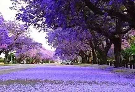 蓝花楹苗木-蓝花楹从小苗到开花要经历漫漫时光