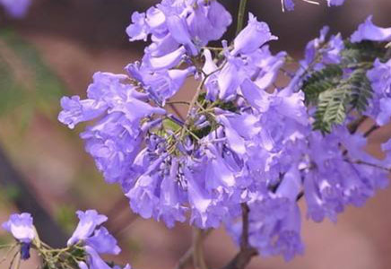 蓝花楹15公分报价-蓝花楹适合北方种吗？如何种植？