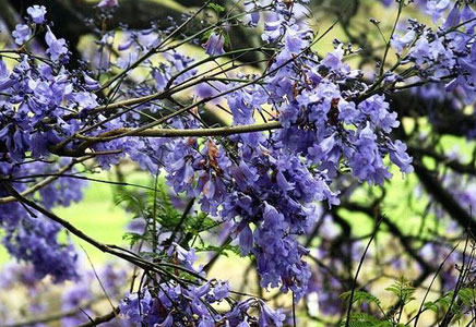 重庆蓝花楹种植-蓝花楹花语：宁静、深远、忧郁，在绝望中等待