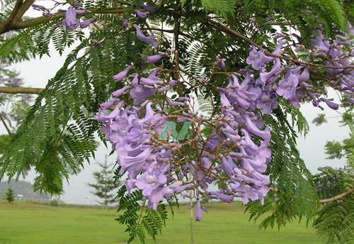 12公分蓝花楹-初夏蓝花楹开了，各地迎来赏花看景