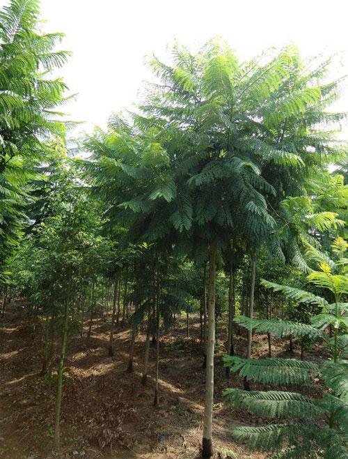 蓝花楹的好处-福建蓝花楹种植基地：漳州漳浦龙海等地