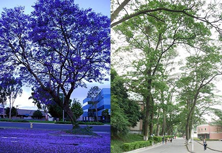 兰花楹价格-教你一眼辨别蓝花楹和南洋楹！