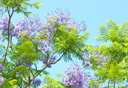 蓝花楹苗价格-福建蓝花楹树苗价格多少