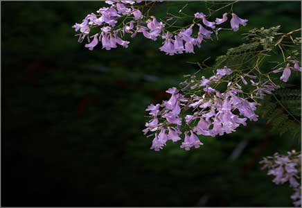 蓝花楹20公分-紫色迷情，蓝花楹开