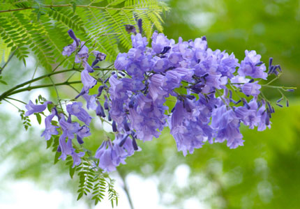 蓝花楹树批发基地-蓝花楹的花期在何时