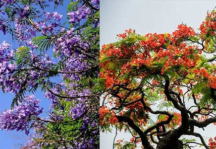 采购蓝花楹-教你三招分清蓝花楹和红花楹