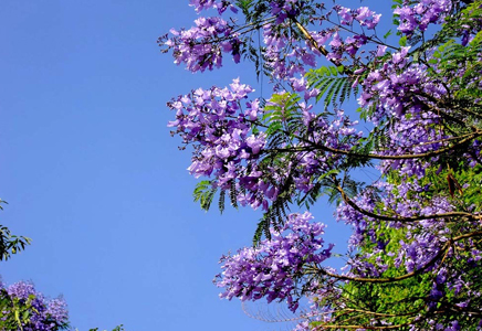 10公分蓝花楹价格-什么时候种植蓝花楹好？