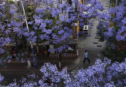 蓝花楹树苗报价-世界上十大悲花的花语