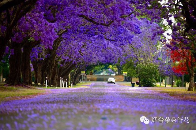 蓝花楹小苗价格-蓝花楹这么美，你们见过吗？