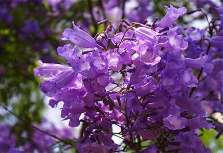 成都蓝花楹-蓝花楹的病虫害防治