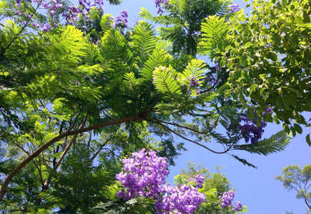 蓝花楹苗木价格-最新蓝花楹价格