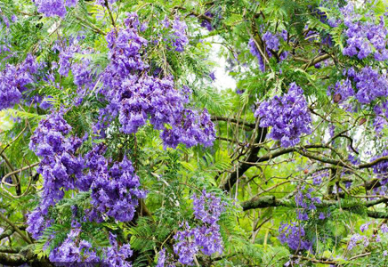 四川供应蓝花楹-蓝花楹，原来这样繁殖