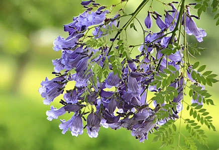 蓝花楹花语-开紫蓝色花并不仅仅是它