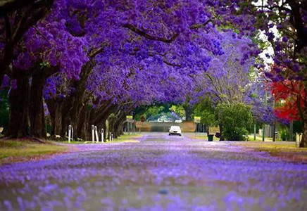 批发蓝花楹成树-知道油菜花花海，你知道蓝花楹花海吗？