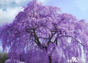 蓝花楹种子价格-黄花楹与蓝花楹