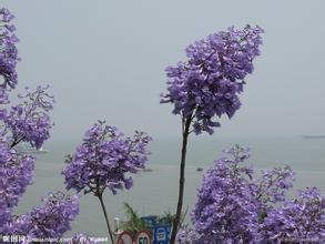 蓝花楹种子价格-黄花楹与蓝花楹