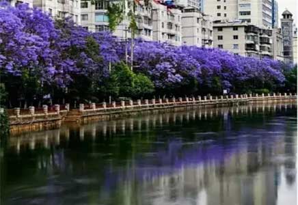 18公分蓝花楹-盘点中国那些蓝花楹装点的浪漫城市