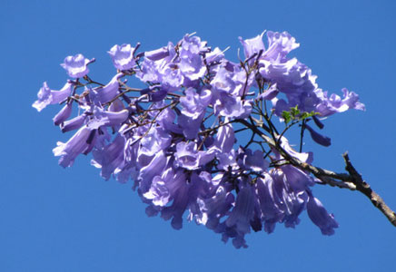 20公分蓝花楹树价格-那么美的蓝花楹是怎么繁殖出来的呢？