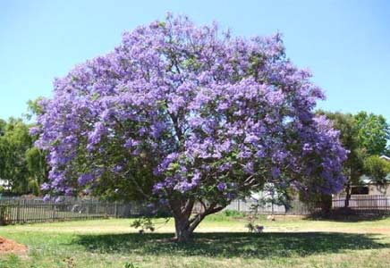 四川蓝花楹苗-一篇文章告诉你漳州蓝花楹有多美