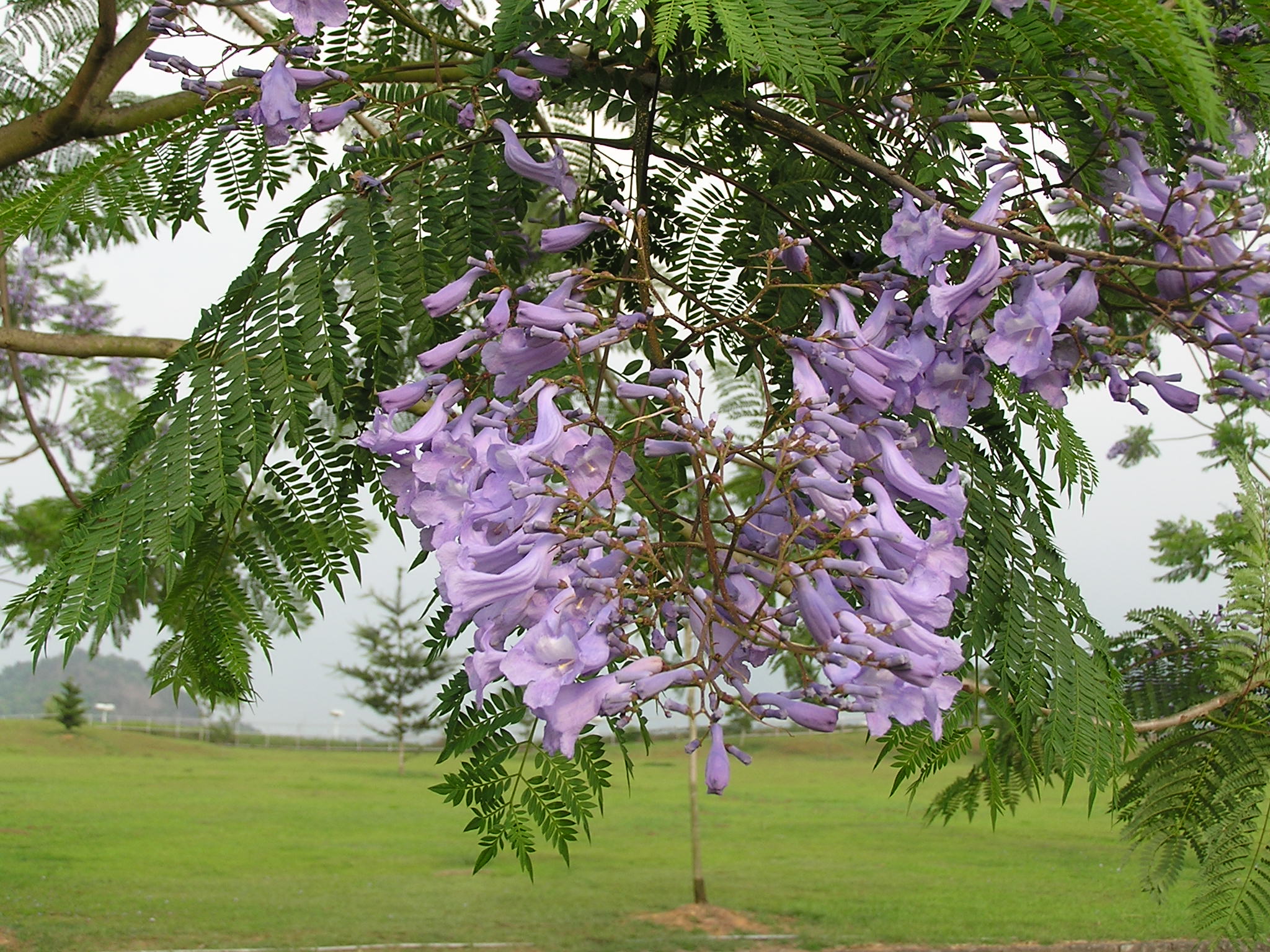 10cm蓝花楹-胸径10公分蓝花楹价格