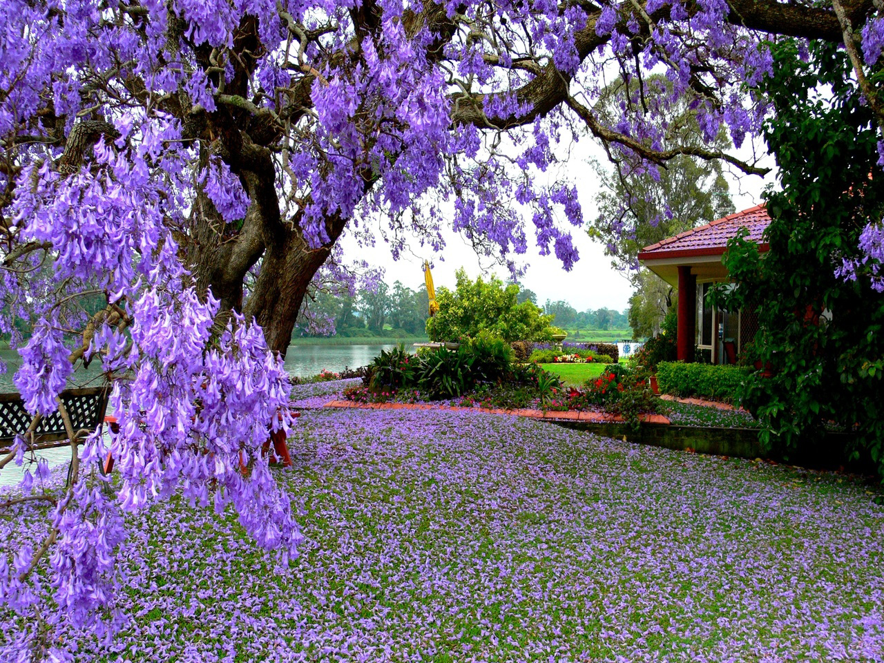 成都蓝花楹-福建蓝花楹图片集锦