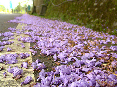 成都蓝花楹-福建蓝花楹图片集锦