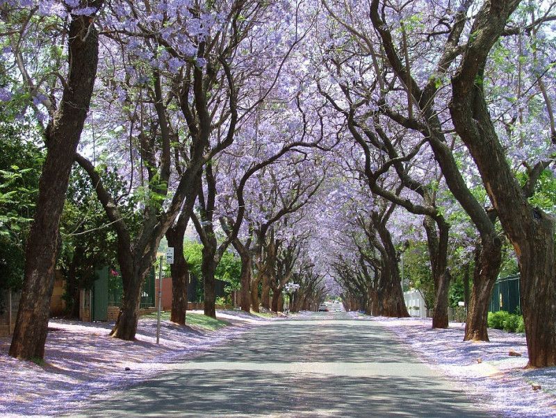 蓝花楹基地-蓝花楹美集聚地-澳洲布里斯班