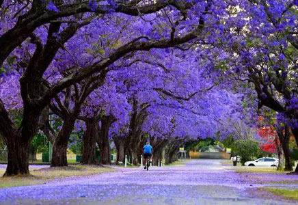 宜宾蓝花楹-福建蓝花楹的爱情传说