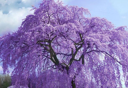 四川蓝花楹大树-迷人紫，唯泡桐与蓝花楹