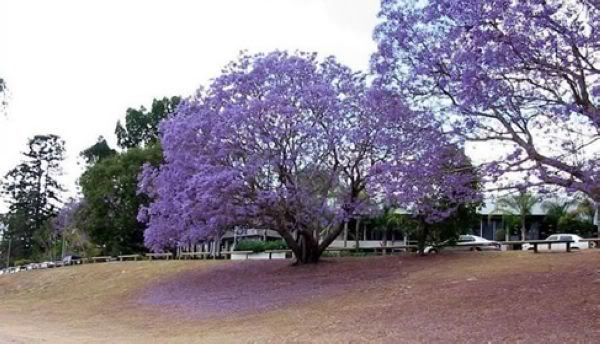 蓝花楹苗-蓝花楹详细介绍