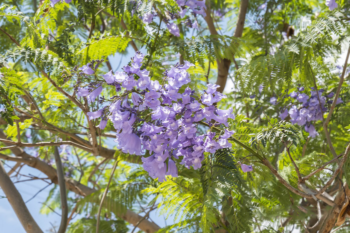 蓝花楹树图片大全