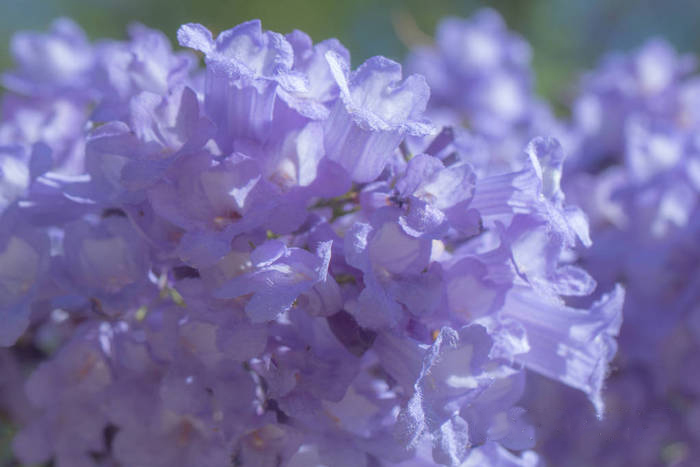 蓝花楹花朵图片大全