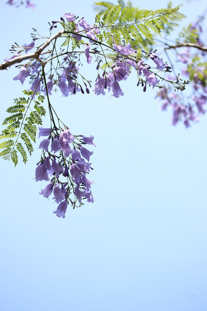 蓝花楹树叶图片大全