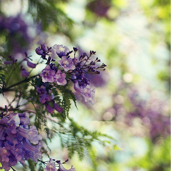 蓝花楹树一年四季图片