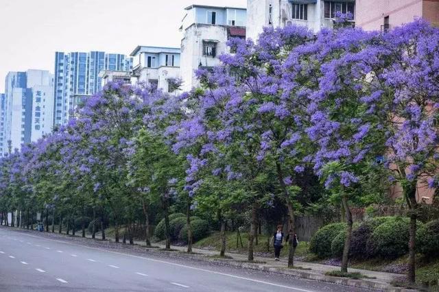 蓝花楹图片没开花图片