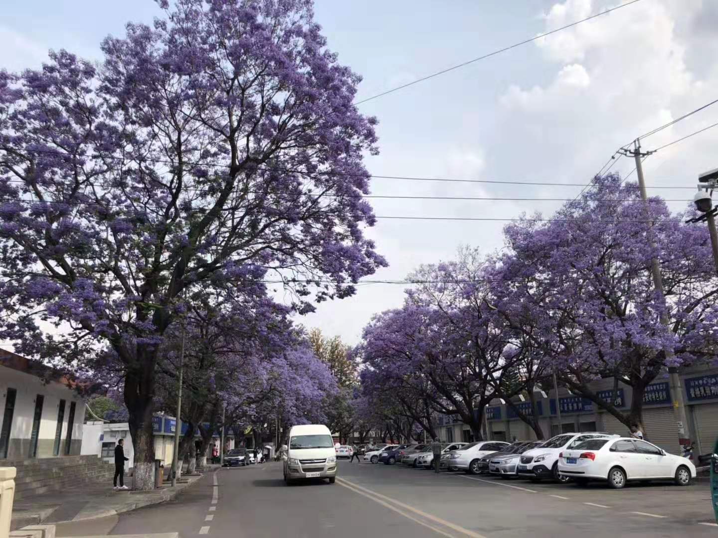 蓝花楹图片没开花图片