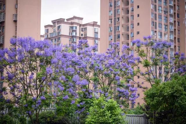 澳洲蓝花楹真实拍摄图片