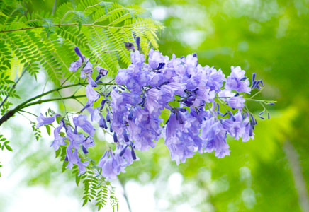 蓝花楹树苗图片