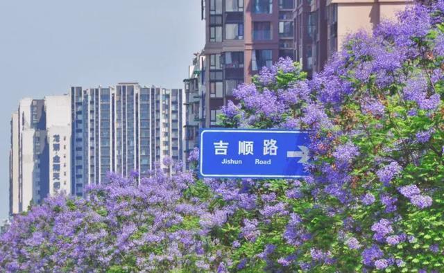 昆明网红街蓝花楹图片