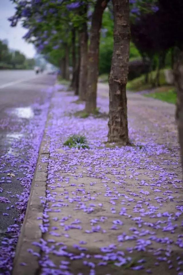 蓝花楹图片大全大图