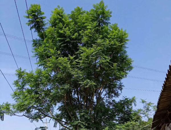 【蓝楹花和蓝花楹区别】到底是蓝花楹还是蓝楹花