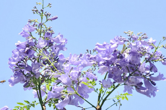 【蓝楹花和蓝花楹区别】到底是蓝花楹还是蓝楹花